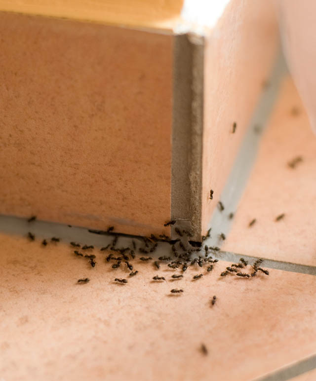 zwalczanie mrowek