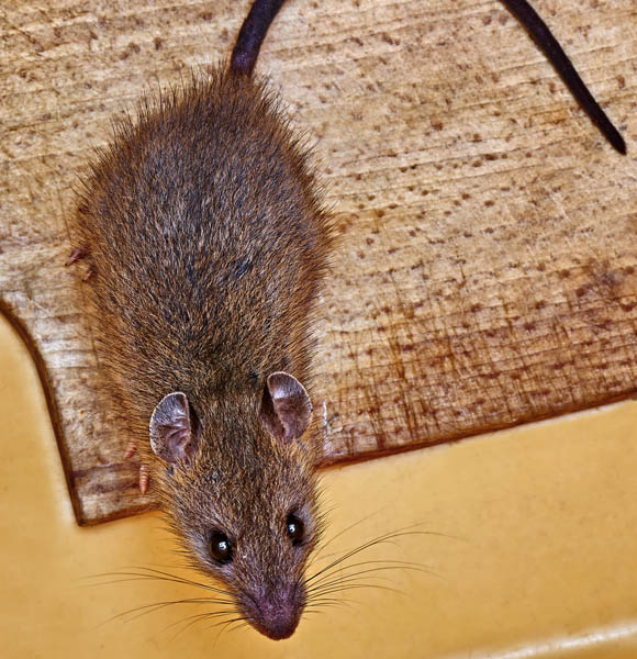 Zwalczanie myszy
